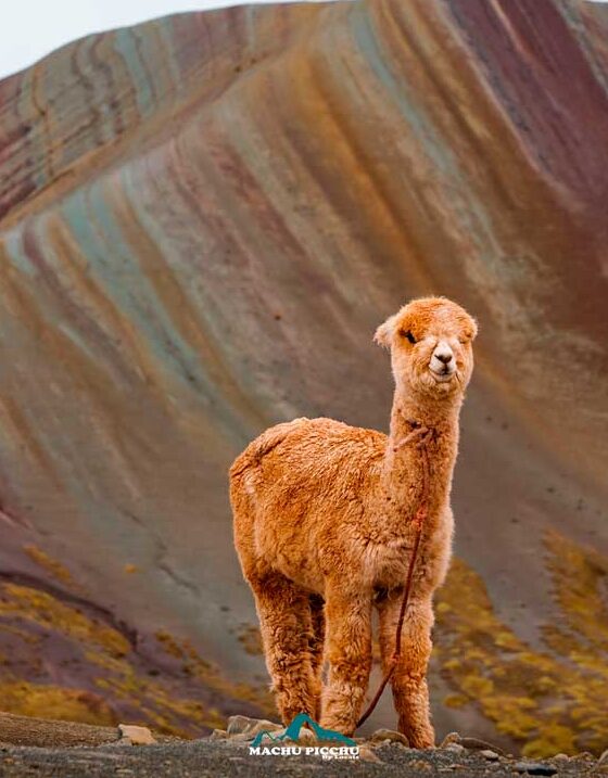 Best 1-Day Palccoyo Mountain Tour